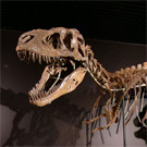 Dinosaures al Cosmocaixa
