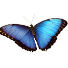 Nous bolquers ecol�gics, biodegradables i d'un sol �s
