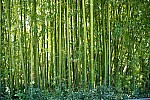 Canyes-de-bambu-315689.jpg