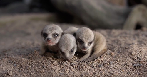 Bebès suricates