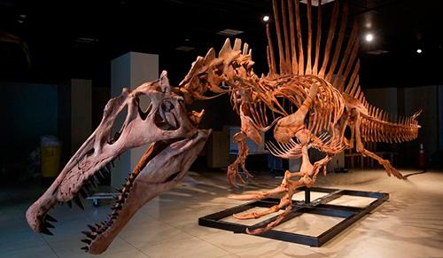 Spinosaurus, el gegant perdut del Cretaci al Museu Blau de Barcelona