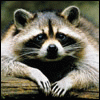 Avatar de l’usuari