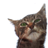 Avatar de l’usuari
