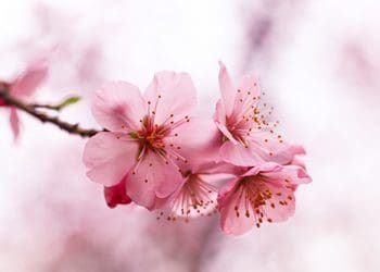 Dites del mes d’abril