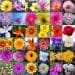 Flors de Bach