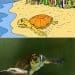 La tortuga Floreta, al CRAM