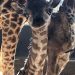 Neix una cria de girafa al Zoo de Barcelona