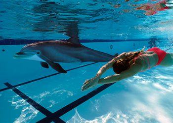 Un dofí animatrónic per reemplaçar els autèntics als parcs temàtics