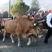 Festa del Pi de Centelles, Osona