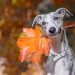Pros i contres de tenir una mascota a la família