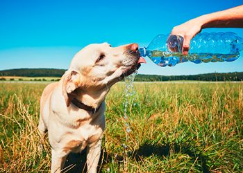 7 consells per a cuidar al gos a l’estiu
