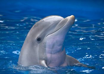 Els cinc animals considerats com més intel·ligents