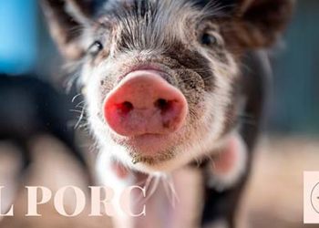 El porc. Cançó infantil sobre garrins, porcs i trujes