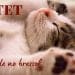 Gatet