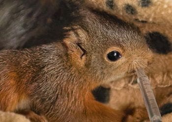 El Zoo del Pirineu retorna 228 animals a la natura dels 372 que va acollir el 2023