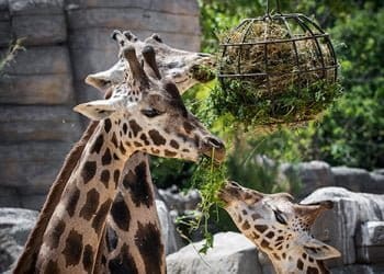 Viu el Zoo de Barcelona