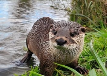 Deu anys del retorn de la llúdriga a les conques Besòs-Tordera
