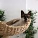 Ninus Cat Cafè de Manresa compleix un any i mig havent donat en adopció 35 felins