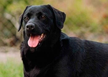 Una empresa de Lleida comercialitza iogurts per a gossos i gats