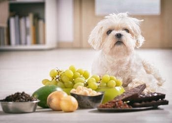 Aliments perillosos per als gossos: què evitar per protegir la seva salut
