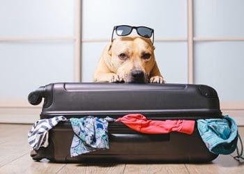 Com escollir la millor residència per als nostres animals de companyia si no és possible que viatgin amb nosaltres