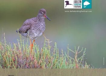 Delta Birding Festival a MonNatura Delta de l’Ebre: natura, ocells i activitats per a tota la família