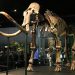 Un mamut llanut de Sibèria amb 50.000 anys d’història aterra al CosmoCaixa