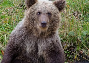 Espècies en perill d’extinció a Catalunya